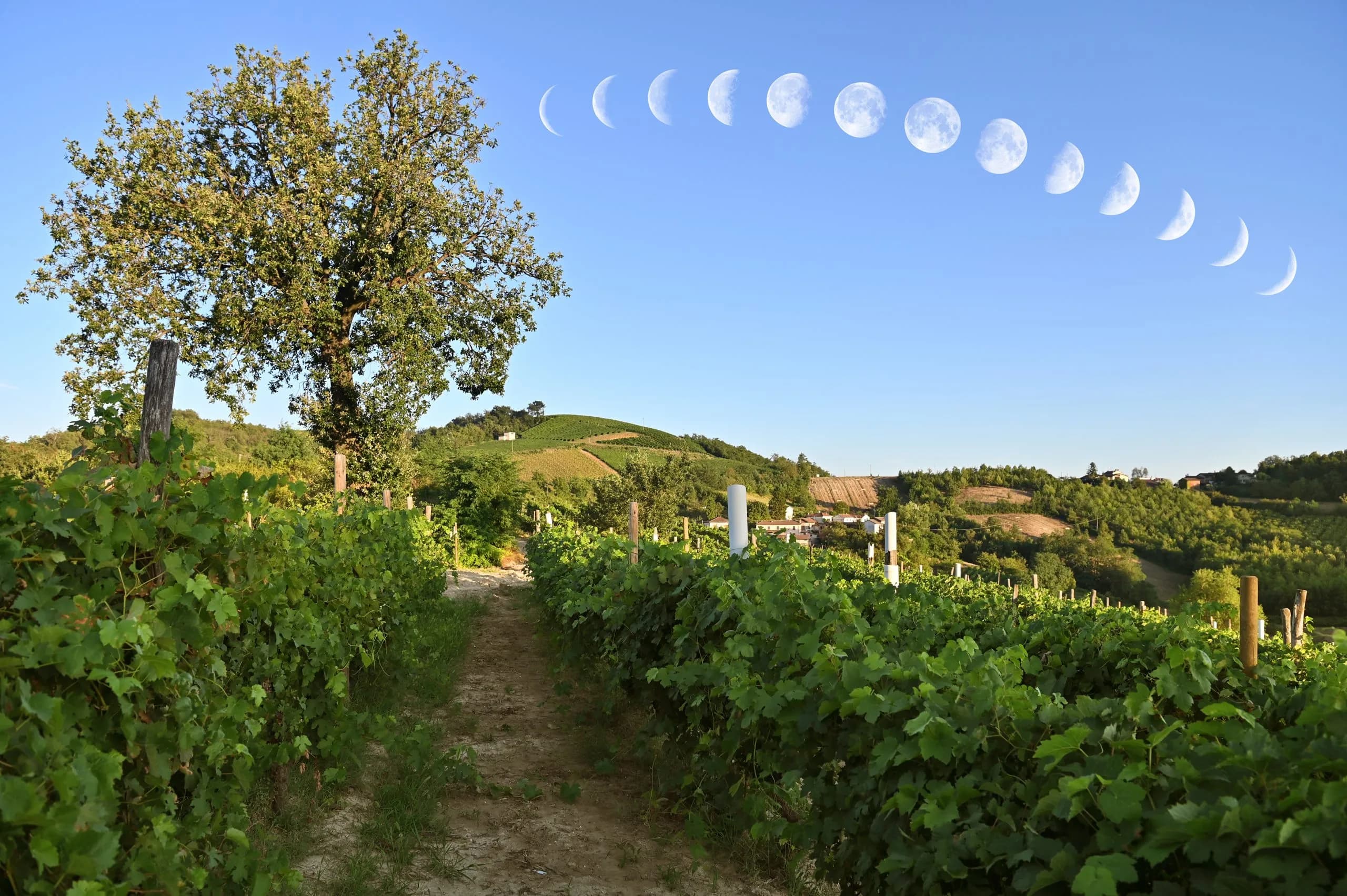 vigneto_miralune_luna-scaled